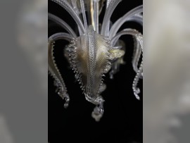 Cubierta de cristal inferior de la instalación eléctrica de una lámpara de araña con hojas de delicada factura